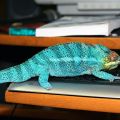 chameleon photo