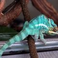 chameleon pardalis