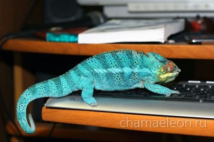 chameleon photo