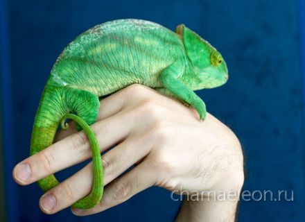 chameleon parsoni