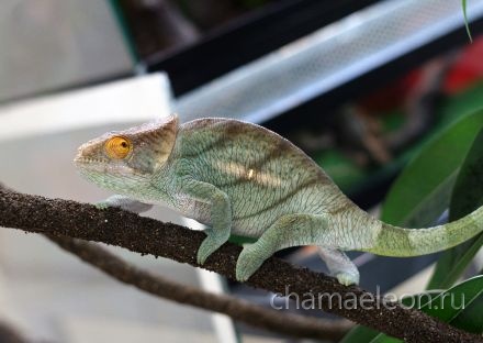 chameleon parsoni