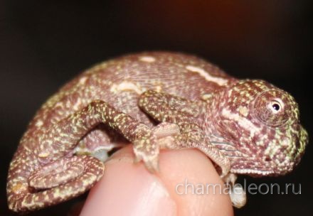 Новорожденный йеменский хамелеон (Chamaeleo calyptratus)