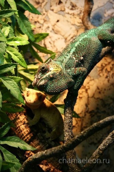 chameleon 5 years