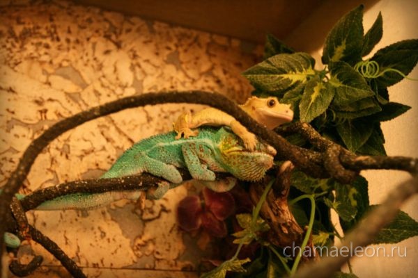 chameleon gekko