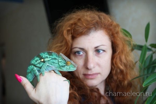 Yulia chameleon