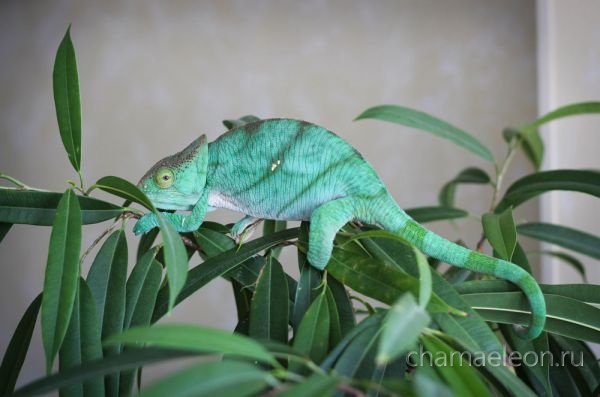 Yulia chameleon