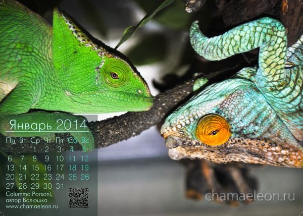 photo calendar 2014